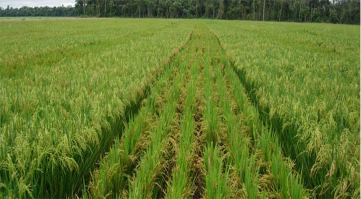 INSTALLATION À SÉDHIOU DUNE USINE DE TRANSFORMATION DE RIZ