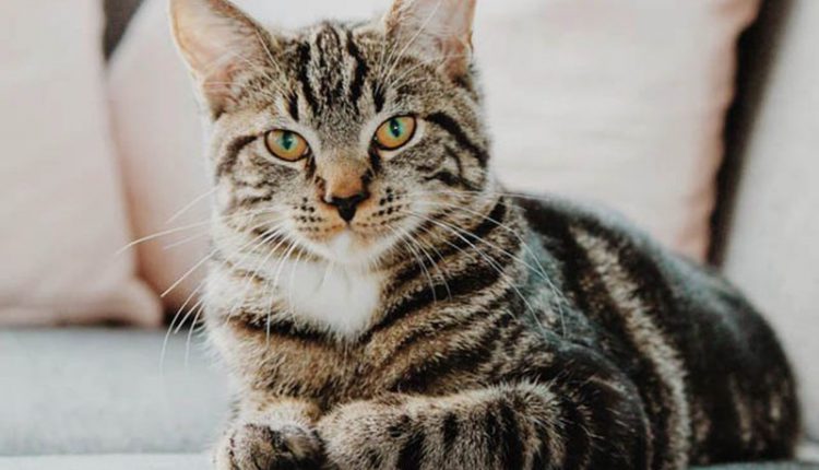 Un chat testé positif au Covid 19 en belgique